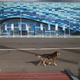 Illustration for article titled The Dogs Of Sochi